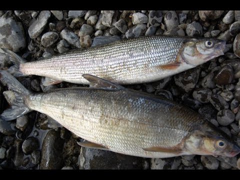 Видео: Рыбалка.Супер клёв сига на закидушки.