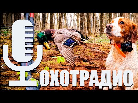 Видео: ВСЕ ОБ ОХОТЕ С БРЕТОНОМ (Бретонский эпаньоль)🔴ОхотРадио