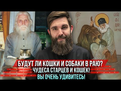 Видео: ❗️Будут ли кошки и собаки в Раю? Чудеса старцев и кошек! Вы очень удивитесь!