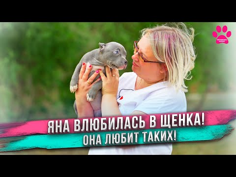 Видео: Родился уникальный булли с ГОЛУБЫМ ГЛАЗОМ! Обзор щенков МИЛЫ и СИЛЬВЕРА!  Какой стала ЛУНА?