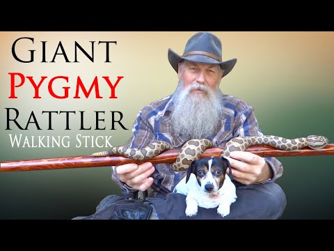 Видео: Вырезание трости из гремучей змеи Массасога