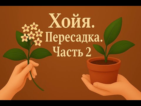 Видео: Хойи. Пересадка. Часть 2