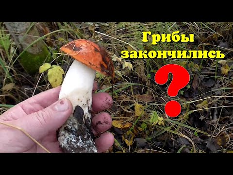 Видео: Осенние грибы для комментаторов