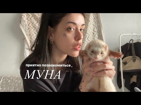 Видео: новый пушистый друг — хорёк