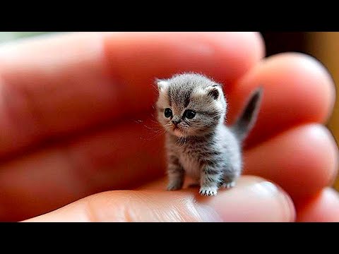 Видео: Я РЖАЛ ДО СЛЕЗ 😹 СМЕШНЫЕ КОШКИ И СОБАКИ | СМЕШНЫЕ ЖИВОТНЫЕ 2023 😹 ЛУЧШИЕ ПРИКОЛЫ #88