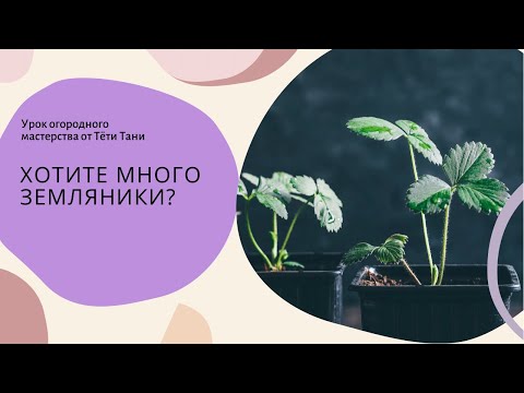 Видео: 475. Рассада земляники. Сколько в одну лунку?Как справиться с Фриго?
