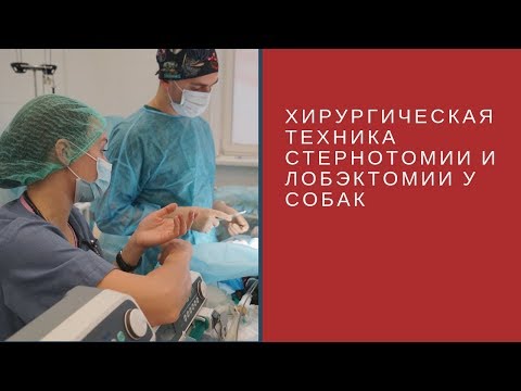 Видео: Хирургическая техника стернотомии и лобэктомии у собак