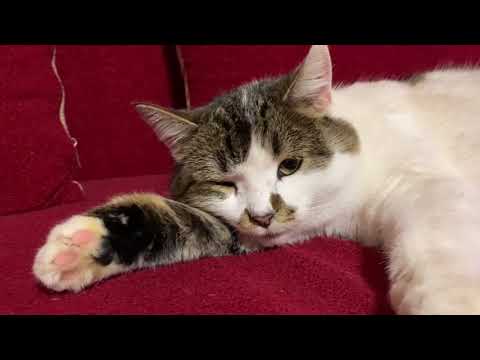 Видео: Бәхетле бул,ирем, мин китәм...35 бүлек.