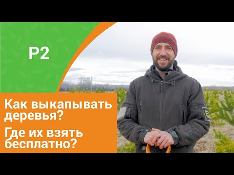 Видео: Как правильно выкапывать деревья? И где получить их даром?