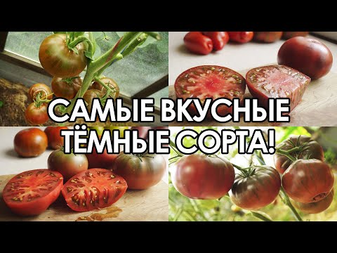 Видео: САМЫЕ ВКУСНЫЕ И СЛАДКИЕ СОРТА ТЁМНЫХ ТОМАТОВ ЭТОГО СЕЗОНА!