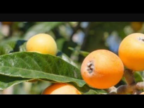 Видео: ЯПОН УРИГИ ПИШАДИ.  УЗБЕКИСТОНДА .МУШ МОЛА.