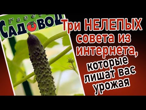 Видео: ТРИ НЕЛЕПЫХ СОВЕТА, которые могут оставить вас без урожая