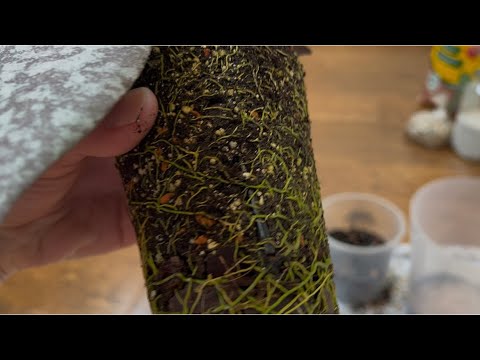 Видео: Пересадка Хойи с Крупным Жёстким Листом 🍃