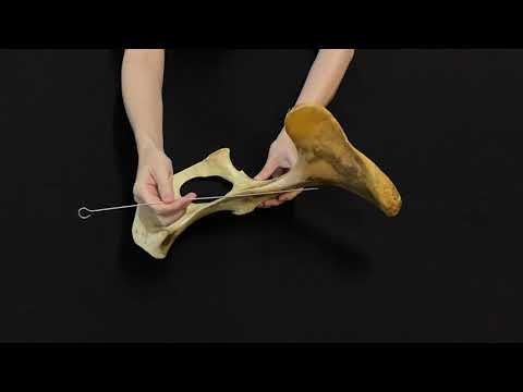 Видео: Строение и видовые особенности таза