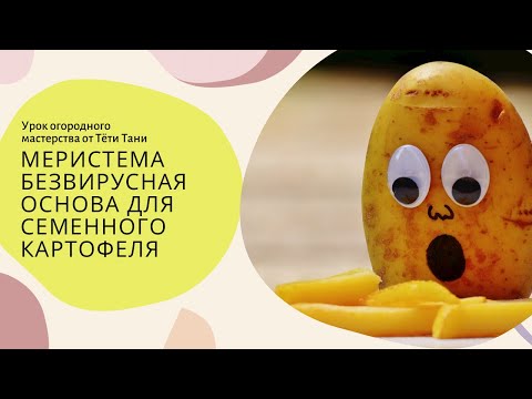 Видео: 774. Меристема. Безвирусная основа для семенного картофеля.
