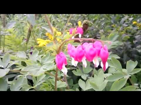 Видео: разбитое сердце 💔