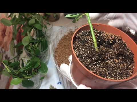 Видео: Черенкование роз-корни за 2 недели!!!;Виноград-Супер укоренение 100%!😲Зимовка черенков- Печалька😢