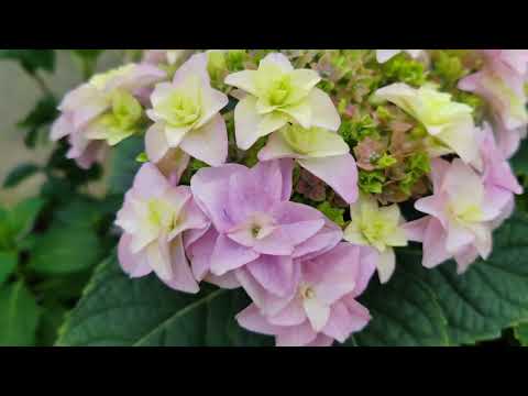 Видео: 18.04.24 Обзор цветущих крупнолистных 🌺🌺🌺🌺🌺🌺🌺🌺🌺🌺🌺🌺🌺🌺🌺