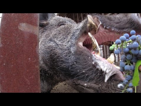 Видео: Фунтик професионал!!!!! Funtik profesional!!!!!!