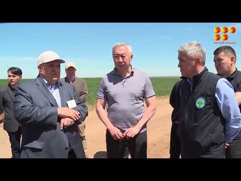 Видео: 9 тысяч тонн молока в год будут производить в селе Кобетей Нуринского района