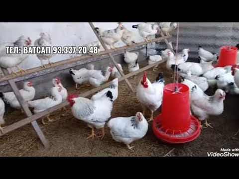 Видео: Чучаи Рябушка 2-моха заказ Кабул мекунам 23.10.2025  мархамад 