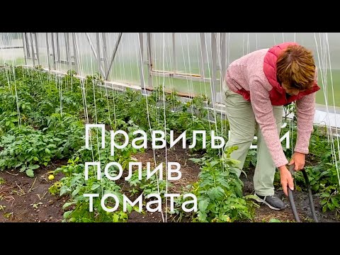 Видео: Правильный полив томата #ШПС № 101