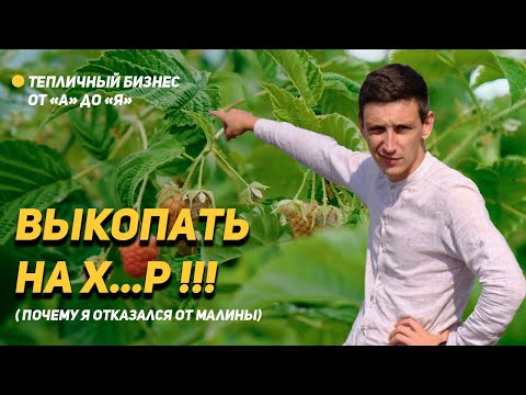 Видео: Выкопать!!! Почему я отказываюсь от тепличной малины