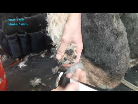 Видео: Канал "Я - Грумер". Фокстерьер. Частичный тримминг и стрижка. Часть2. Fox terrier. Salon trimming.