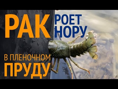 Видео: Шок! РАК Делает Дыры и Роет Нору в Пленочном Пруду?