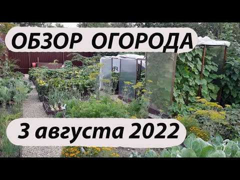 Видео: Обзор огорода 03 августа 2022 года