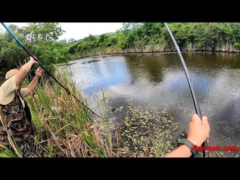 Видео: Риболов на шаран и клен на езерото "Отровите" в Перник