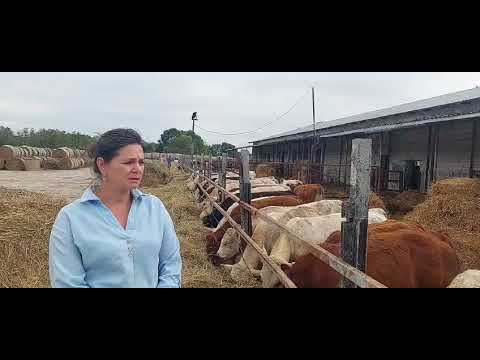 Видео: Быки абердин, лимузин и шароле в продаже!