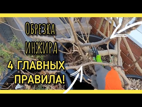 Видео: Как обрезать ИНЖИР правильно? ЧЕТЫРЕ ОСНОВНЫХ ПРАВИЛА.