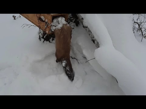 Видео: ОХОТА КАПКАНАМИ НА КУНИЦУ:ШИКАРНАЯ РАЗДАЧА КУНИЦЫ