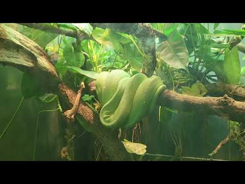 Видео: Это был зоопарк Линкольн в Чикаго. Вход бесплатный.  September Zoo 2024