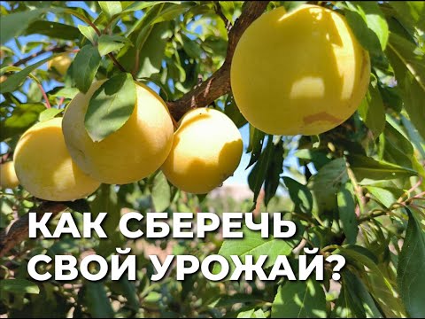Видео: Что делать, чтобы абрикос и персик не болели?