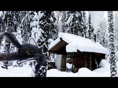 Видео: Проверка путика. Кто-то попался.