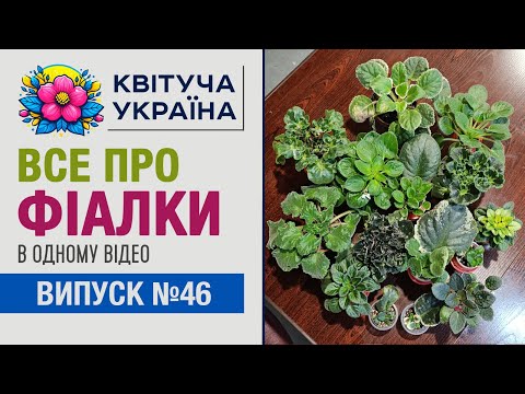 Видео: Кімнатні рослини. ФІАЛКИ: догляд. Все про рослину в одному відео.
