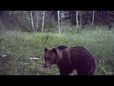 Видео: Фотоловушка на лесном озере. Кто посетил в августе?