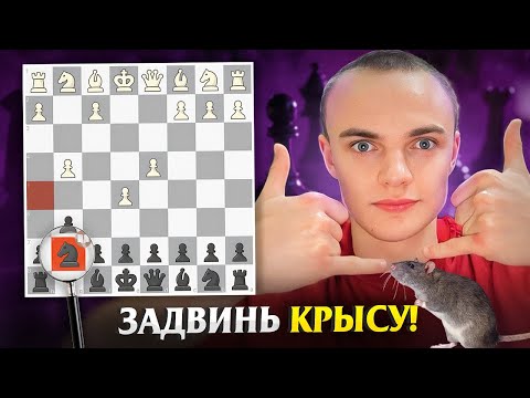 Видео: Как Удивить Соперника? Сыграй Норвежскую Крысу по Магнусу!