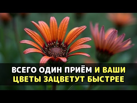 Видео: НЕ ДЕЛАЙ ЭТОЙ ОШИБКИ С ПОЛИВОМ — ЕСЛИ ХОЧЕШЬ УСКОРИТЬ РАСТУЖЕНИЕ ТВОИХ ЦВЕТОВ!