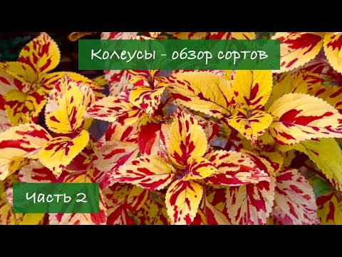 Видео: #2 Колеусы - обзор лучших сортов, 2024