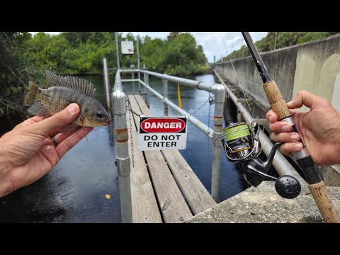 Видео: Ловля рыбы на живца (на тропе Тамайами)