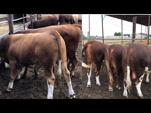 Видео: Как Правильно Кормить Крупный Рогатый Скот/ где мы покупаем скот.