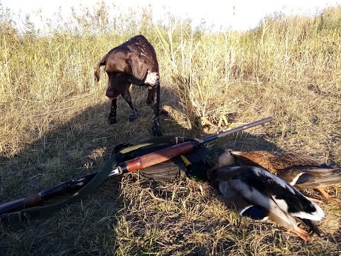 Видео: ХОДОВАЯ ОХОТА на УТКУ с КУРЦХААРОМ!!! УТКИ вылетают ИЗ под НОГ!!! Собака ищет утку в густом КАМЫШЕ!