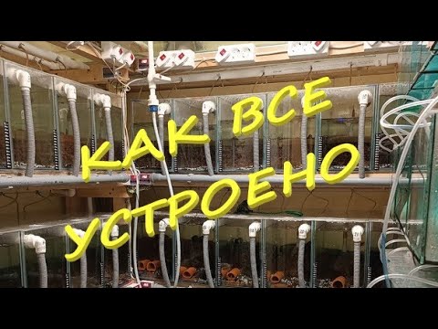 Видео: Комната для разведения карликовых цихлид