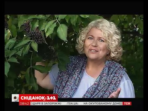 Видео: Наталя Підлісна поділилася секретами використання бузини