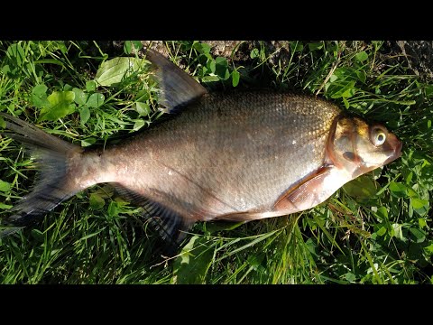 Видео: РЫБАКАМ! КАК И НА ЧТО ЛОВЛЮ ЛЕЩЕЙ Я 😉  НА САЛО И ПОРОЛОН С ЧЕСНОКОМ 🤭 КОНКУРЕНТЫ В НЕДОУМЕНИИ😲🧐