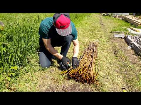 Видео: Живая изгородь из ивы