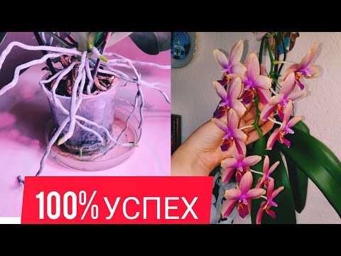 Видео: Делаю так, все просто !!! Пышное цветение орхидеи Лиодоро. Корни прут после обморожения.